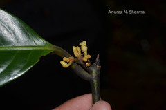 Myristica dactyloides